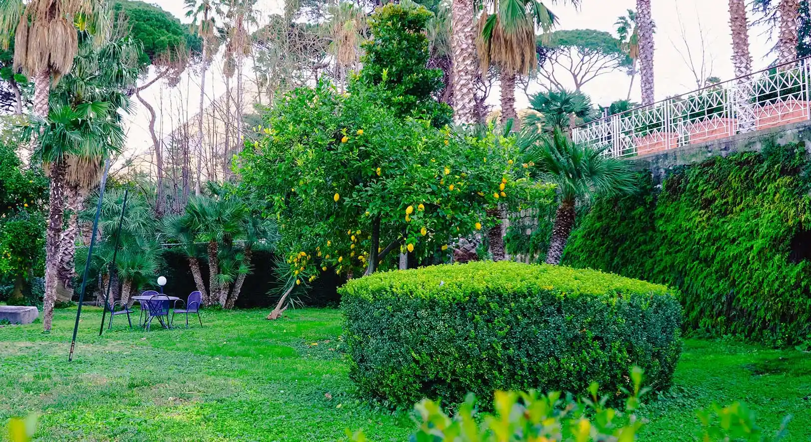 Picture of the garden